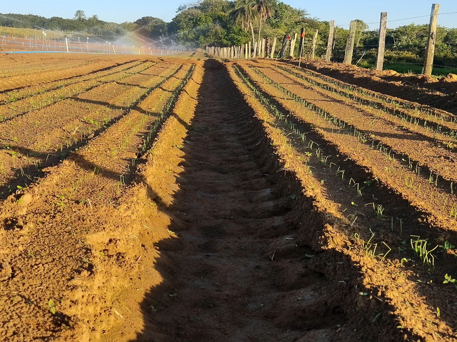 Experimento Cebola